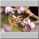 Andrena fuscipes - Heidekraut-Sandbiene 07 Teverener Heide.jpg
